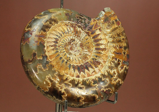 縫合線と肋模様が同時に味わえる、アーティスティックなペリスフィンクテスアンモナイト(Perisphinctes)(その10)