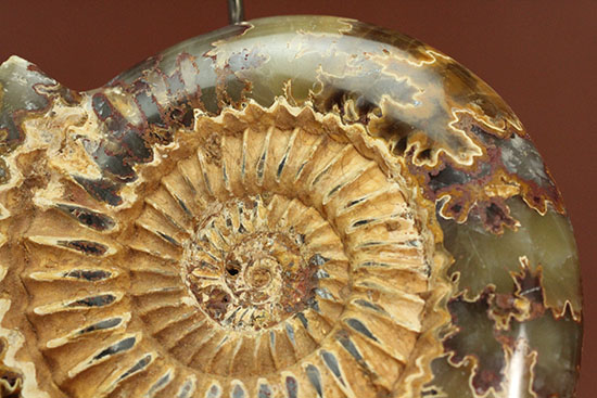 縫合線と肋模様が同時に味わえる、アーティスティックなペリスフィンクテスアンモナイト(Perisphinctes)(その11)