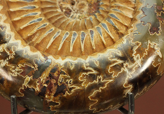 縫合線と肋模様が同時に味わえる、アーティスティックなペリスフィンクテスアンモナイト(Perisphinctes)(その13)