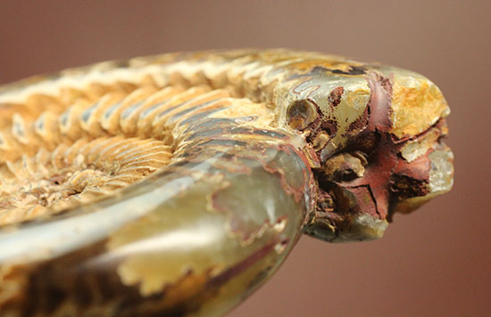 縫合線と肋模様が同時に味わえる、アーティスティックなペリスフィンクテスアンモナイト(Perisphinctes)(その15)
