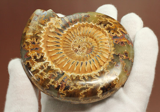 縫合線と肋模様が同時に味わえる、アーティスティックなペリスフィンクテスアンモナイト(Perisphinctes)(その17)