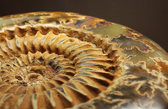 縫合線と肋模様が同時に味わえる、アーティスティックなペリスフィンクテスアンモナイト(Perisphinctes)(その18)