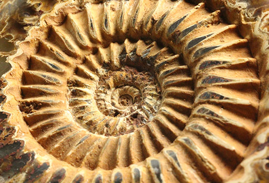 縫合線と肋模様が同時に味わえる、アーティスティックなペリスフィンクテスアンモナイト(Perisphinctes)(その19)