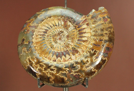 縫合線と肋模様が同時に味わえる、アーティスティックなペリスフィンクテスアンモナイト(Perisphinctes)(その7)