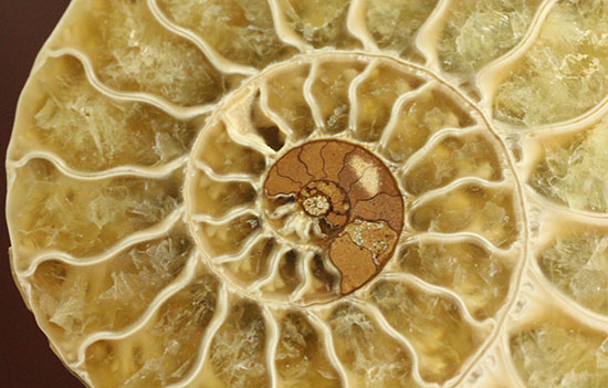 柔らかな色合いの断面を有する、ハーフカットアンモナイト(Ammonite)