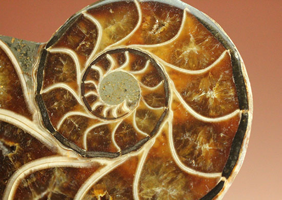 スタイリッシュな印象のスライスアンモナイト、明瞭かつ太い隔壁ライン(Ammonite)(その1)