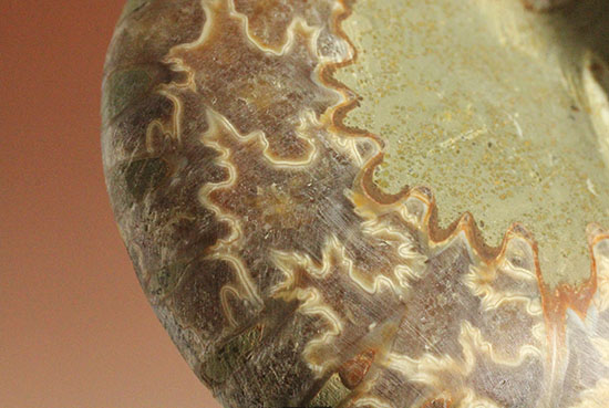 スタイリッシュな印象のスライスアンモナイト、明瞭かつ太い隔壁ライン(Ammonite)(その10)