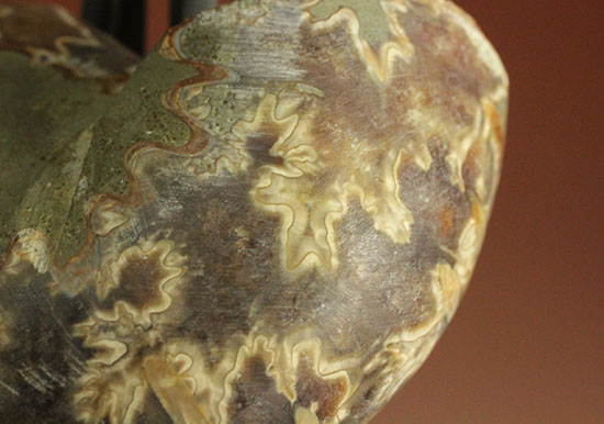 スタイリッシュな印象のスライスアンモナイト、明瞭かつ太い隔壁ライン(Ammonite)(その11)