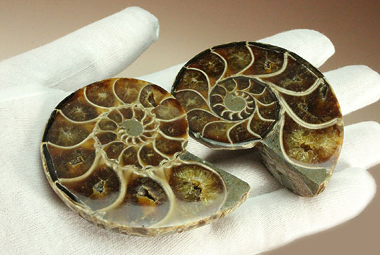 スタイリッシュな印象のスライスアンモナイト、明瞭かつ太い隔壁ライン(Ammonite)（その12）