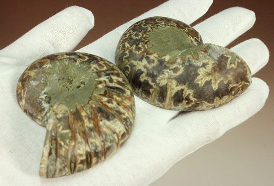 スタイリッシュな印象のスライスアンモナイト、明瞭かつ太い隔壁ライン(Ammonite)（その13）