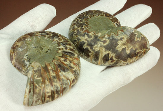 スタイリッシュな印象のスライスアンモナイト、明瞭かつ太い隔壁ライン(Ammonite)(その13)