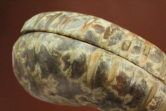 スタイリッシュな印象のスライスアンモナイト、明瞭かつ太い隔壁ライン(Ammonite)(その16)