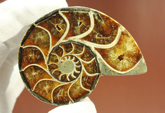 スタイリッシュな印象のスライスアンモナイト、明瞭かつ太い隔壁ライン(Ammonite)（その17）