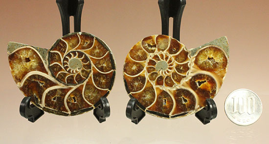 スタイリッシュな印象のスライスアンモナイト、明瞭かつ太い隔壁ライン(Ammonite)(その18)