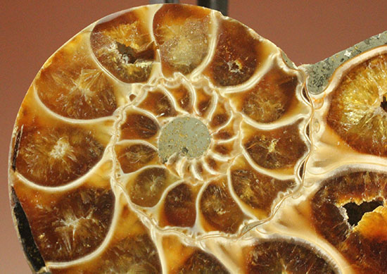 スタイリッシュな印象のスライスアンモナイト、明瞭かつ太い隔壁ライン(Ammonite)(その5)