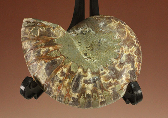 スタイリッシュな印象のスライスアンモナイト、明瞭かつ太い隔壁ライン(Ammonite)（その7）