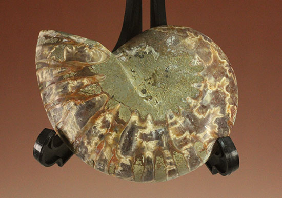 スタイリッシュな印象のスライスアンモナイト、明瞭かつ太い隔壁ライン(Ammonite)(その7)