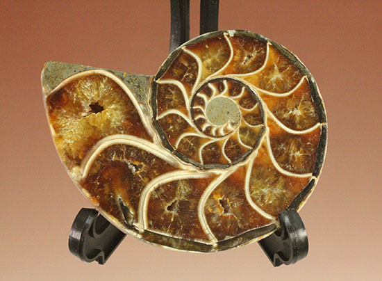 スタイリッシュな印象のスライスアンモナイト、明瞭かつ太い隔壁ライン(Ammonite)(その8)