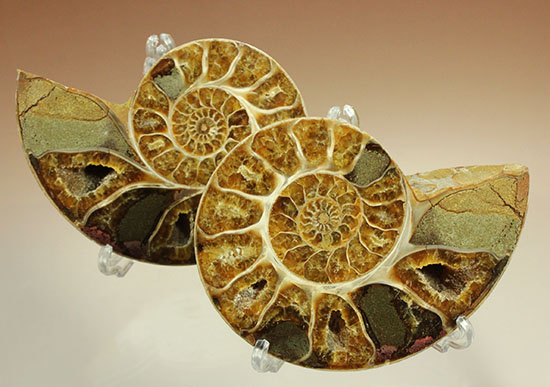 構造が丸わかり!厚みあり!立体的なアンモナイト(Ammonite)のハーフカット標本(その1)