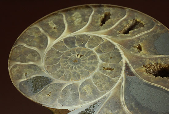 構造が丸わかり!厚みあり!立体的なアンモナイト(Ammonite)のハーフカット標本(その10)