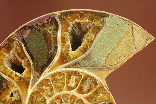 構造が丸わかり!厚みあり!立体的なアンモナイト(Ammonite)のハーフカット標本(その11)