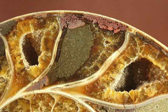 構造が丸わかり!厚みあり!立体的なアンモナイト(Ammonite)のハーフカット標本(その12)