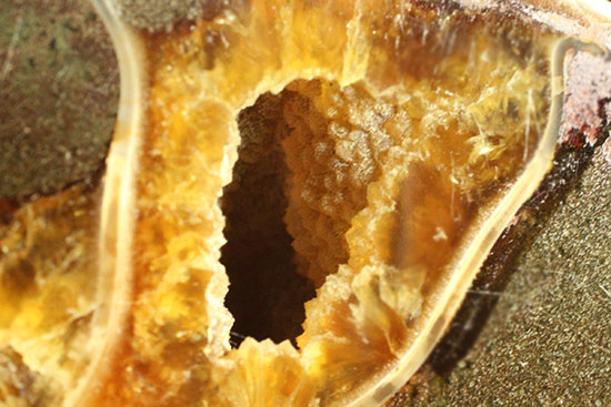構造が丸わかり!厚みあり!立体的なアンモナイト(Ammonite)のハーフカット標本(その13)