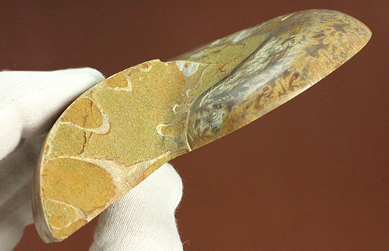 構造が丸わかり!厚みあり!立体的なアンモナイト(Ammonite)のハーフカット標本(その14)