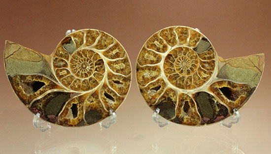 構造が丸わかり!厚みあり!立体的なアンモナイト(Ammonite)のハーフカット標本(その15)