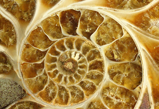 構造が丸わかり!厚みあり!立体的なアンモナイト(Ammonite)のハーフカット標本(その16)
