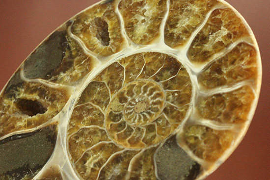 構造が丸わかり!厚みあり!立体的なアンモナイト(Ammonite)のハーフカット標本(その17)