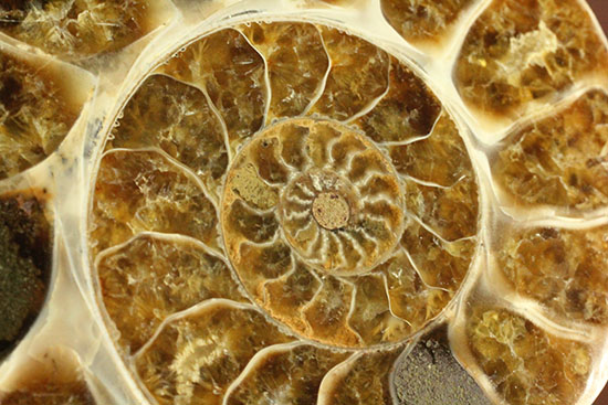 構造が丸わかり!厚みあり!立体的なアンモナイト(Ammonite)のハーフカット標本(その18)