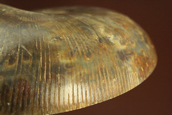 構造が丸わかり！厚みあり！立体的なアンモナイト(Ammonite)のハーフカット標本（その19）