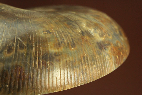 構造が丸わかり!厚みあり!立体的なアンモナイト(Ammonite)のハーフカット標本(その19)