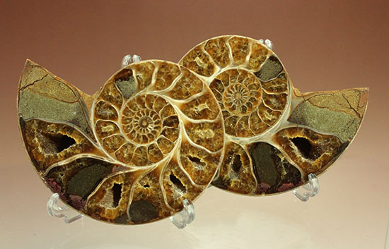 構造が丸わかり！厚みあり！立体的なアンモナイト(Ammonite)のハーフカット標本（その2）
