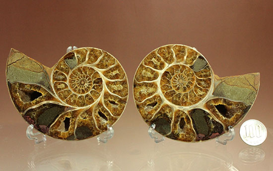 構造が丸わかり！厚みあり！立体的なアンモナイト(Ammonite)のハーフカット標本（その20）