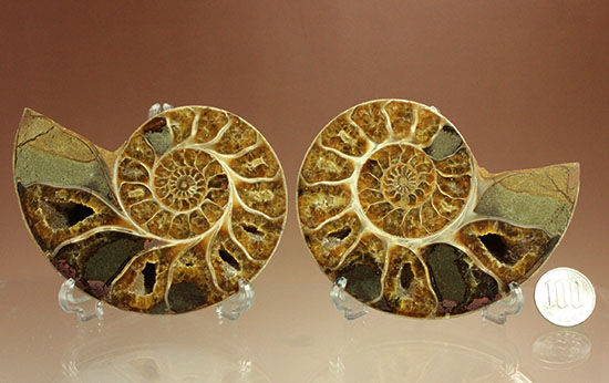 構造が丸わかり!厚みあり!立体的なアンモナイト(Ammonite)のハーフカット標本(その20)