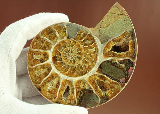 構造が丸わかり!厚みあり!立体的なアンモナイト(Ammonite)のハーフカット標本(その4)