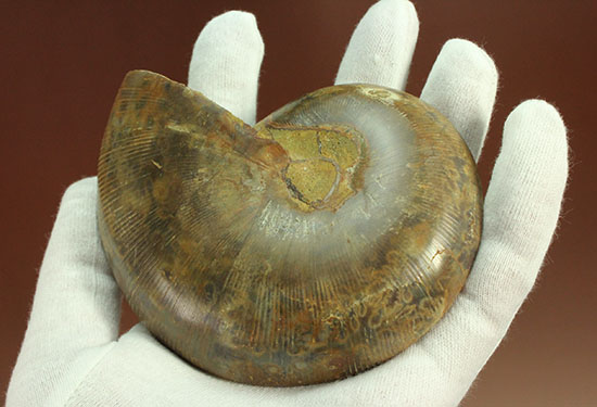 構造が丸わかり!厚みあり!立体的なアンモナイト(Ammonite)のハーフカット標本(その5)