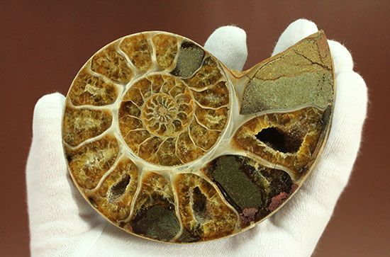 構造が丸わかり!厚みあり!立体的なアンモナイト(Ammonite)のハーフカット標本(その6)