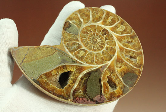 構造が丸わかり!厚みあり!立体的なアンモナイト(Ammonite)のハーフカット標本(その7)