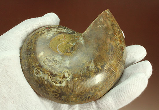 構造が丸わかり！厚みあり！立体的なアンモナイト(Ammonite)のハーフカット標本（その8）