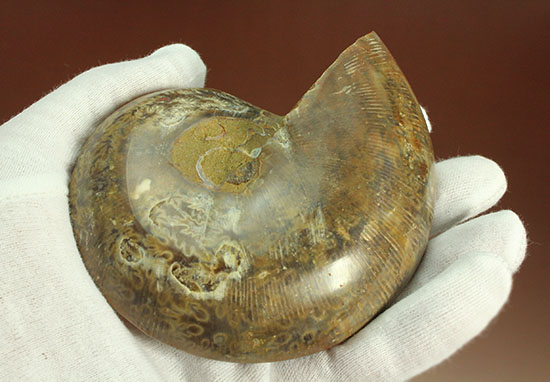 構造が丸わかり!厚みあり!立体的なアンモナイト(Ammonite)のハーフカット標本(その8)