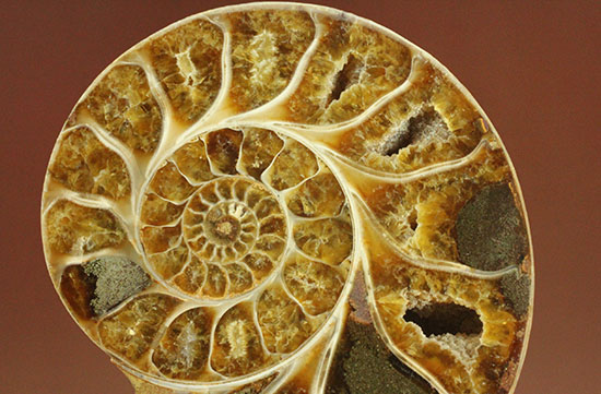構造が丸わかり！厚みあり！立体的なアンモナイト(Ammonite)のハーフカット標本