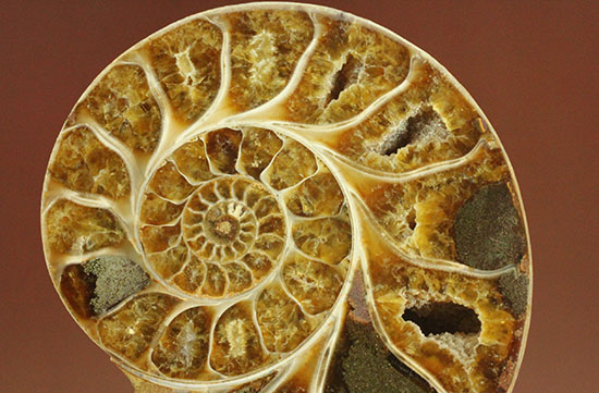 構造が丸わかり!厚みあり!立体的なアンモナイト(Ammonite)のハーフカット標本(その9)