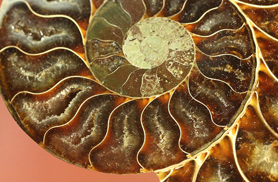 アンモナイトの内部構造がまるわかり！コレクション品として完成されたアンモナイトスライス標本(Ammonite)（その11）