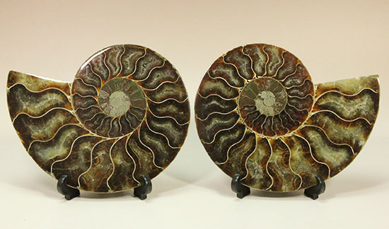 アンモナイトの内部構造がまるわかり！コレクション品として完成されたアンモナイトスライス標本(Ammonite)