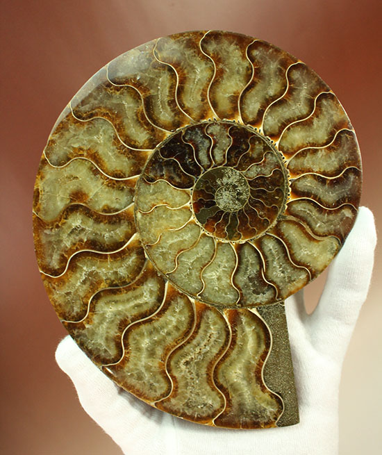 大判！！アンモナイト(Ammonite)が芸術品の域に！​マダガスカル産スライスアンモナイト/中生代白亜紀（1億3500万 -- 6500万年前）【an748】