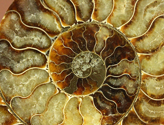 大判！！アンモナイト(Ammonite)が芸術品の域に！​マダガスカル産スライスアンモナイト（その11）