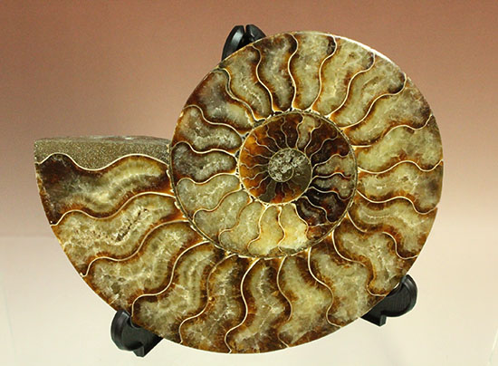 大判！！アンモナイト(Ammonite)が芸術品の域に！​マダガスカル産スライスアンモナイト（その12）
